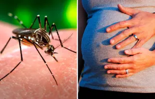 El mosquito Aedes aegypti. Foto Wikipedia - dominio público / Mujer embarazada. Foto Pixabay-dominio público 
