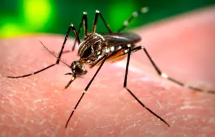 Foto : Mosquito Aedes Aegypti / Crédito : Wikipedia (Dominio Público)  Wikipedia (Dominio Público)