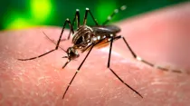 Foto : Mosquito Aedes Aegypti / Crédito : Wikipedia (Dominio Público)