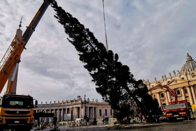 El árbol de Navidad ya se alza en la Plaza de San Pedro del Vaticano