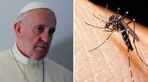 Papa Francisco - Foto: Alan Holdren (ACI Prensa) / Mosquito Aedes Aegypti - Foto: Agencia Andina