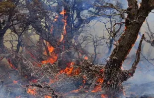 Los incendios afectan cerca de 300.000 hectáreas. Crédito: CONAF Chile 