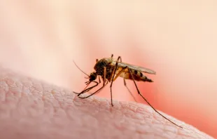 Mosquito Aedes Aegypti, transmisor del virus de dengue. Crédito: Shutterstock 