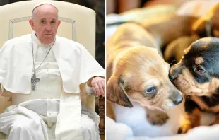 Cachorros: Dominio Público  /  Papa Francisco: Vatican Media 