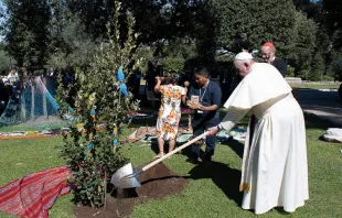 El Papa Francisco planta un árbol de Asís en los jardines del Vaticano. Foto: Vatican Media 