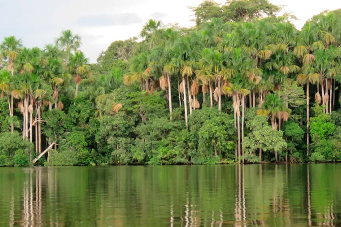 El Papa invita a sumarse al año especial de aniversario de la Laudato si’