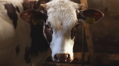 Artista irrumpe en iglesia católica para crucificar una vaca [FOTOS]