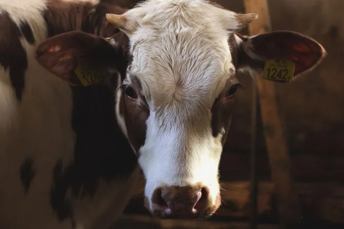 Artista irrumpe en iglesia católica para crucificar una vaca [FOTOS]