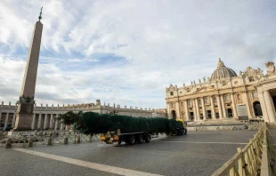 A pesar de una petición en línea publicada en change.org a mediados de octubre que obtuvo más de 53.000 firmas en protesta por la tala del árbol de hoja perenne que se usaría para el árbol de Navidad del Vaticano, el árbol llegó como estaba previsto a la Plaza de San Pedro a las 7:00 a. m. del 21 de noviembre de 2024. Crédito: Daniel Ibañez / EWTN News.