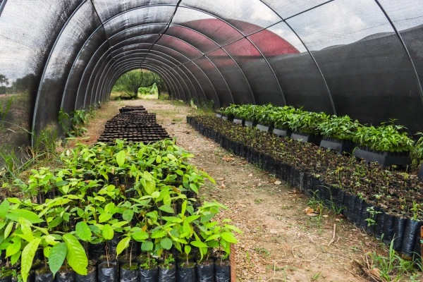 Cooperativa Colpa de Loros: Plantas para ser sembradas. Crédito: Cáritas del Perú.