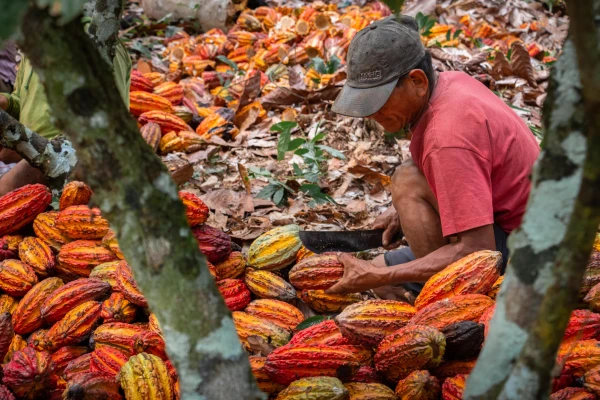 El trabajo con el fruto del cacao. Crédito: Cáritas del Perú.