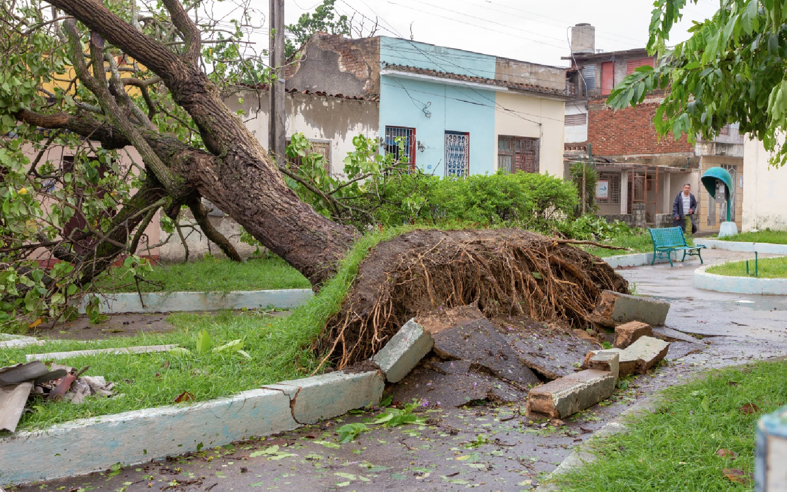 Árboles caídos al suelo, daños por el huracán Irma a su paso por la isla de Cuba, 10 de septiembre de 2017.?w=200&h=150