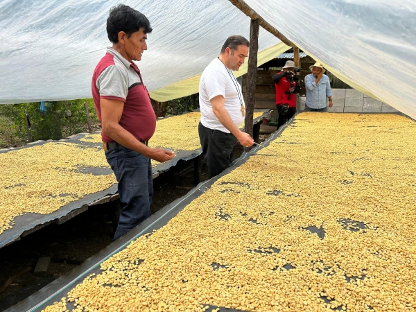 Mons. Giovanni Cefai impulsando el cultivo de café. Crédito: Cortesía de Prelatura de Huancané