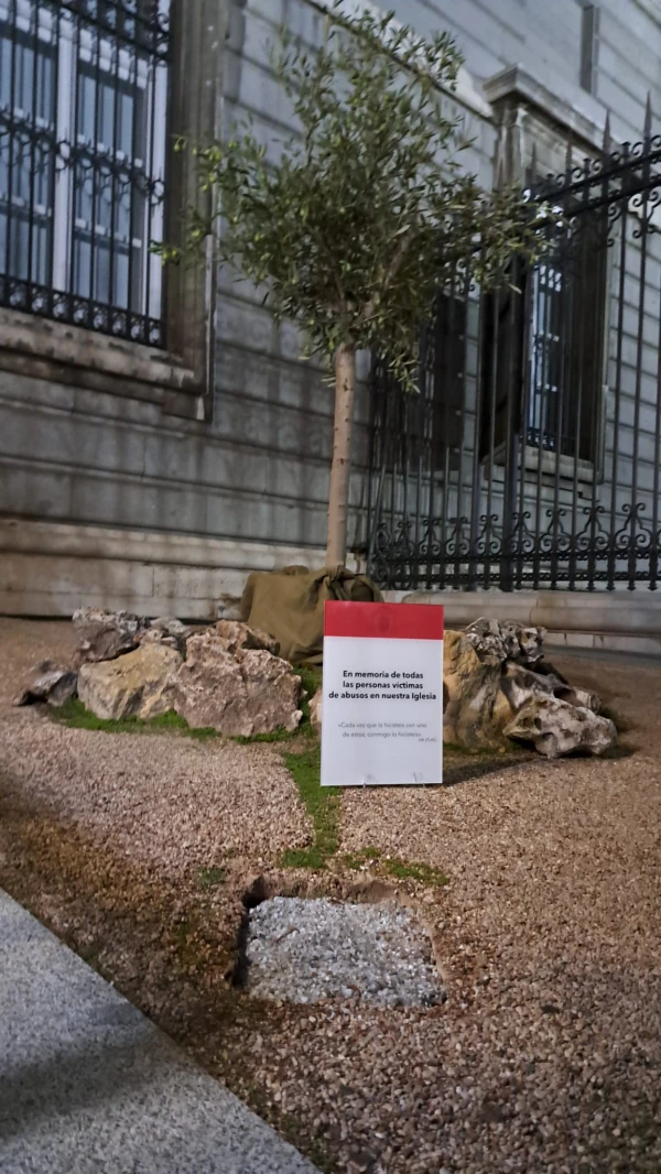 Olivo en recuerdo de las víctimas de abuso en la Iglesia plantado en el atrio de la Catedral de Madrid. Crédito: Nicolás de Cárdenas / ACI Prensa.